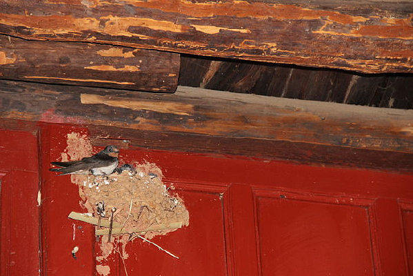 ĸ���Ӻ�С����