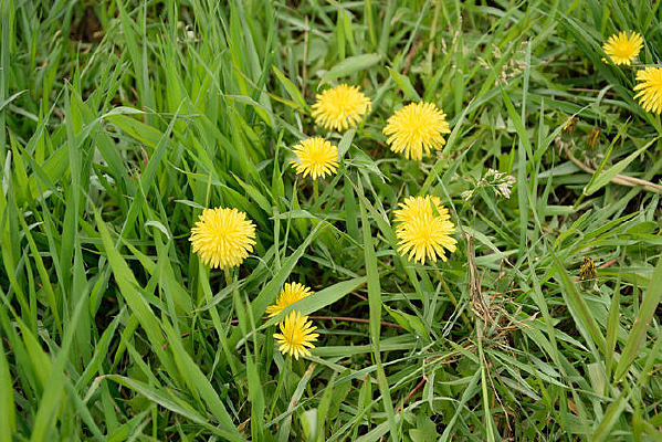 �ѹ�Ӣ��ͼƬ