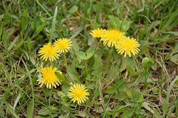 �ѹ�Ӣ��ӰͼƬ