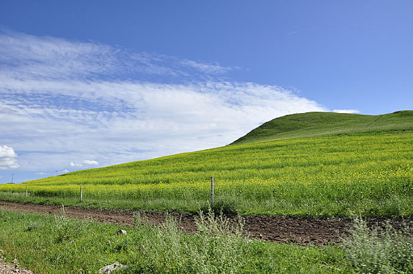 ������ɫ����