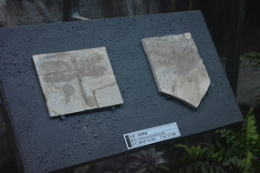 ����Ұ����