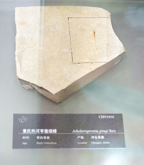 秉氏热河窄腹细蜂化石