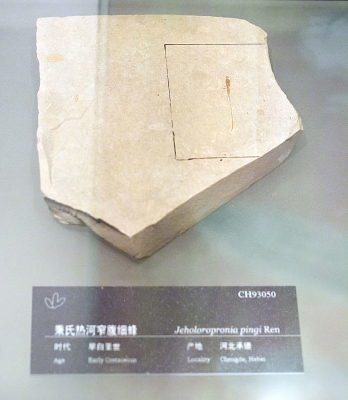 �����Ⱥ�խ��ϸ�仯ʯ