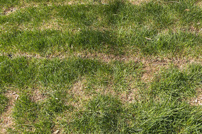 ������ƺ