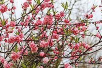 �������һ�����֦ͷ