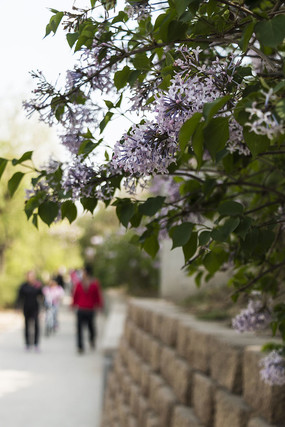 ���㻨������