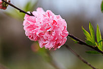 �ۺ�ɫ�ı��һ�