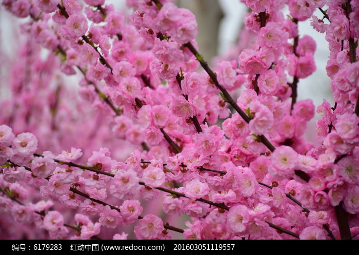 粉色桃花盛開