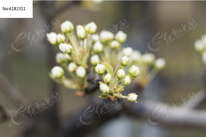 �������ŵĻ��Ƕ�ͼƬ