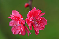 ��ɫ�һ�����