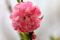 ����ʢ�����һ���д