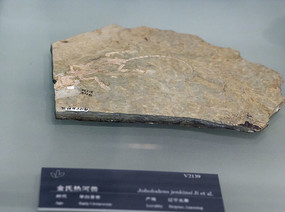 �����Ⱥ��޻�ʯ�걾