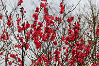 ����֦ͷ�ĺ�ɫ�һ�