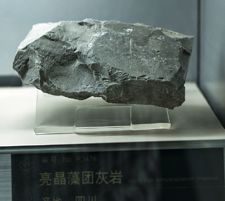 �������Ż��ұ걾