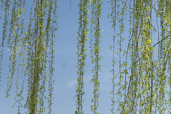 ��֦����