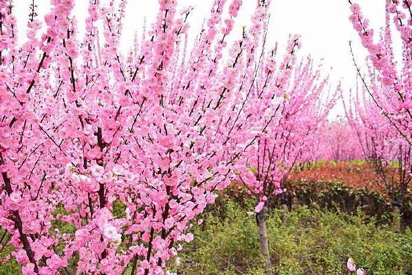 ������ɫ�һ�