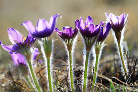 ɽ����ͷ��