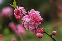 �һ�������֦ͷ