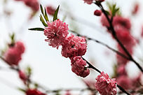 �һ�����֦ͷ