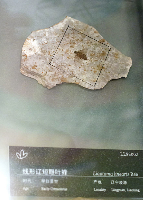 �����ɶ̱�Ҷ�仯ʯ