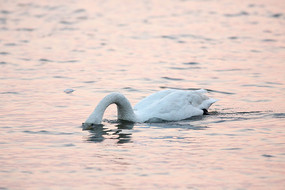 Ϧ�������ˮ����ʳ