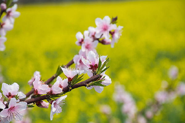 �Ͳ˻��������һ�ʢ��