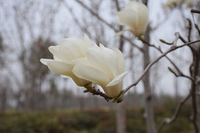 ֦ͷ�ϵ�������