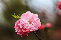 ֦ͷʢ���ķۺ�ɫ�һ�