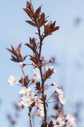 ��Ҷ���ӻ�