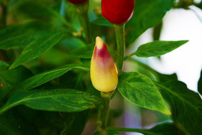 ��ɫС����