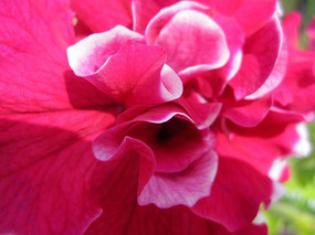 ��ɫ����