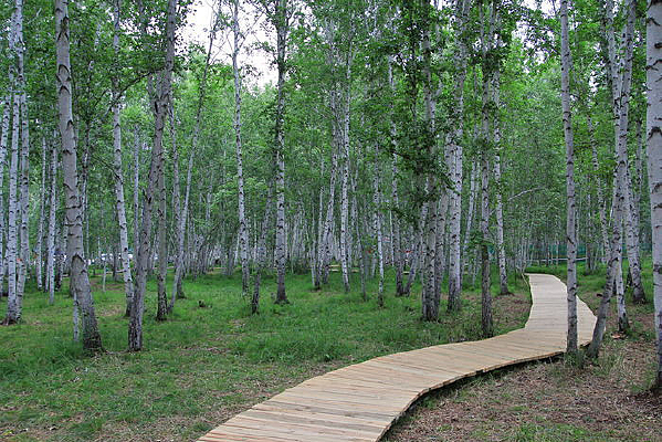 ���ױ�����ľ