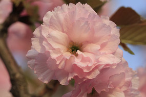 ���������ķۺ�ɫ��