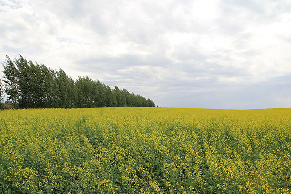 ���ɹ���԰���