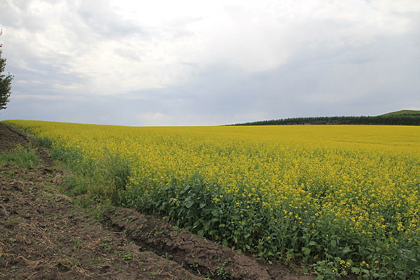 ���ɹ���԰�羰