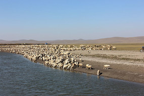 ���ɹ���Ⱥ����