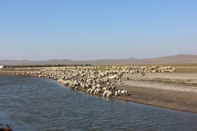 ���ɹ���Ⱥ����