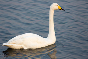 һֻ������ŵ����