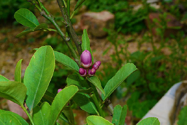 ��ɫ��ʵ��ֲ��