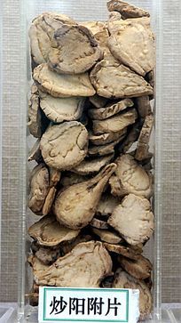 ������Ƭ