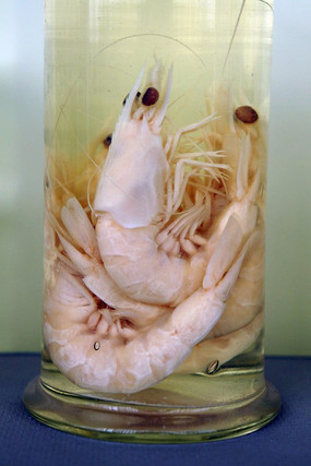 �����¶�Ϻ