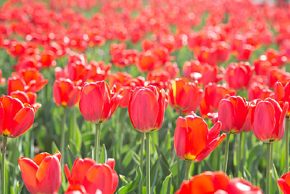 ��Ƭ��ɫ������