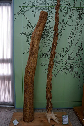 ���ͳ���