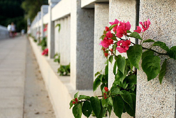 ��԰һ����Ҷ÷