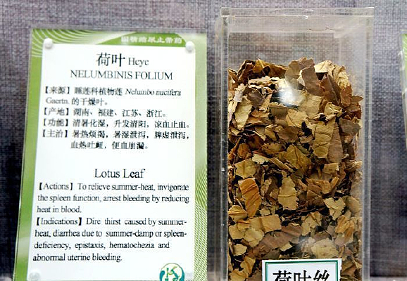 ��Ҷ˿�ͺ�Ҷҩ��˵��