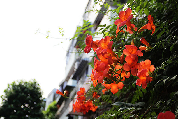 �����޵�������