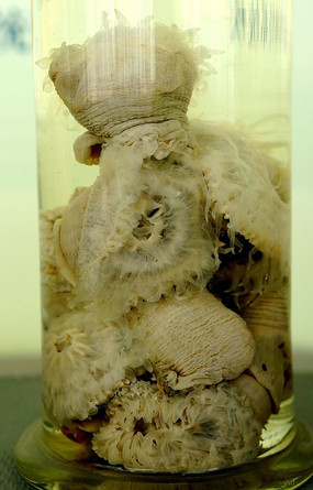 海葵高清图片下载_红动中国