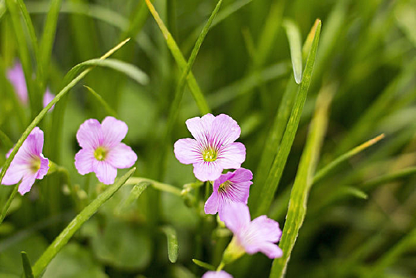 ŭ�ŵķ�ɫ����