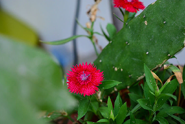 ��̫���ĺ컨