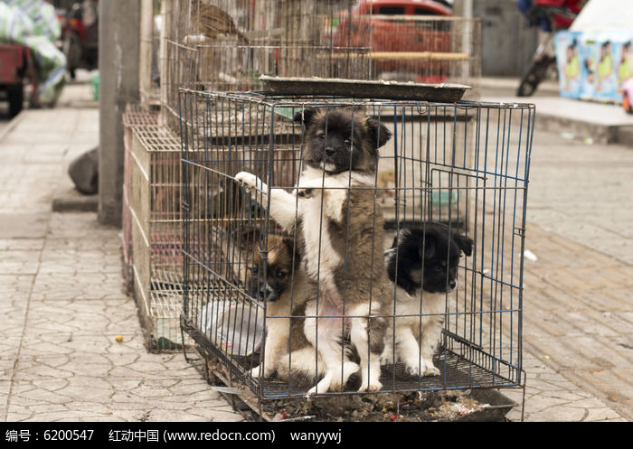 ����С��ͼƬ